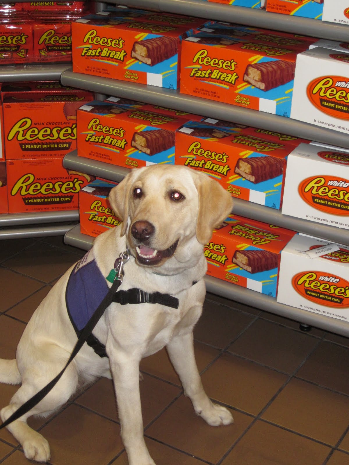 Can Service Dogs Go In Grocery Stores