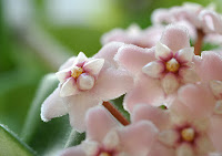 Hoya carnosa compacta blossoms