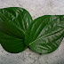 ANAK SEHAT ALAMI DENGAN DAUN SIRIH