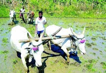 ಸಾಲಮನ್ನಾ ರಾಜಕಾರಣ