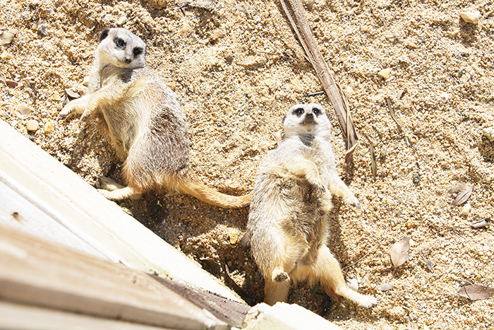 Meerkats at Illustrated Teacup Isle of Wight Zoo