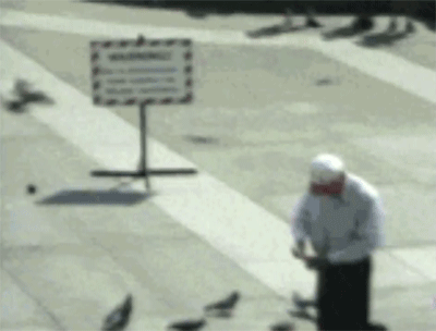 Big-Pigeon-Attack.gif