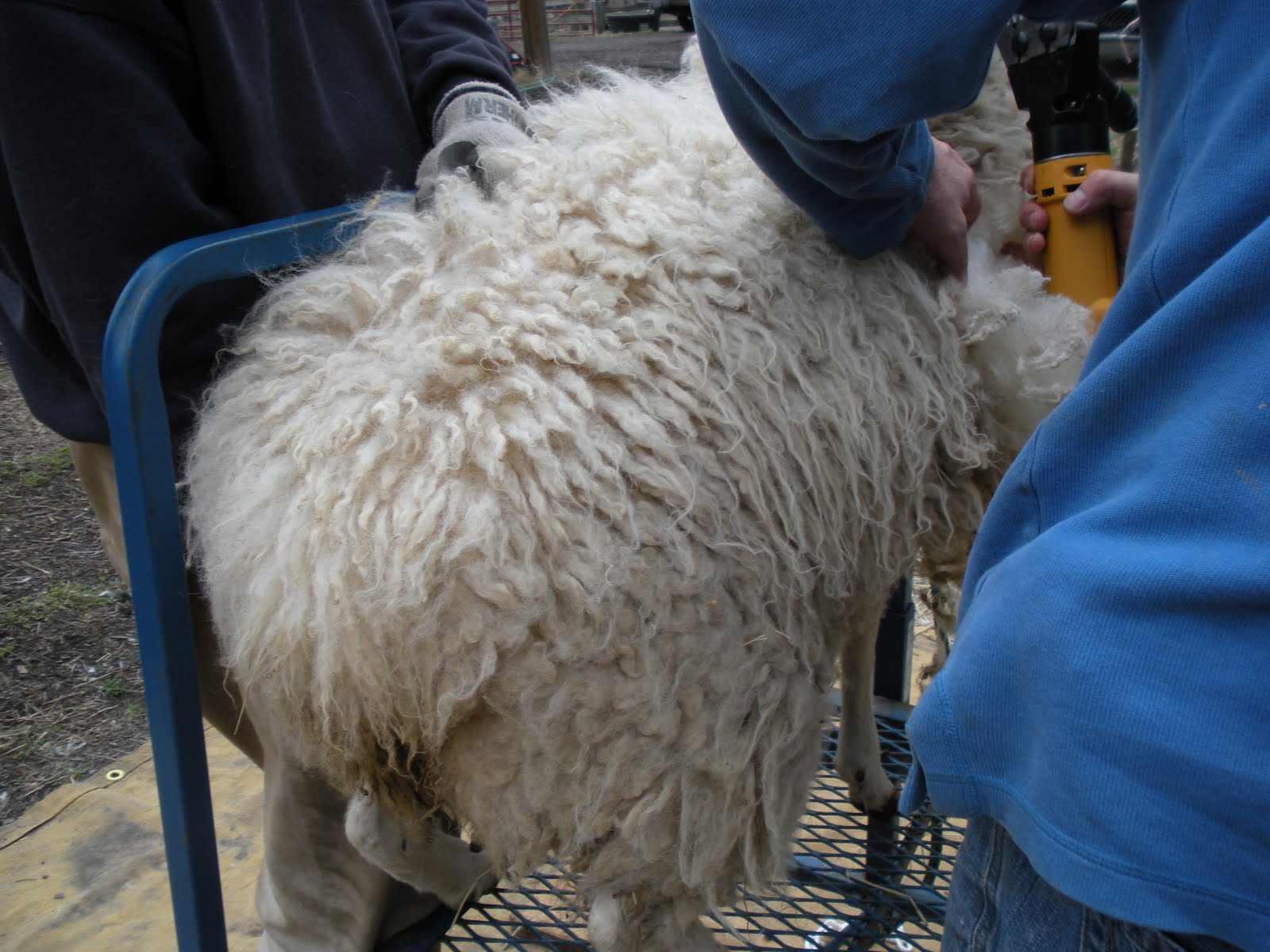 SHEEP AND GOATS AND WOOL. Timber Creek Farm