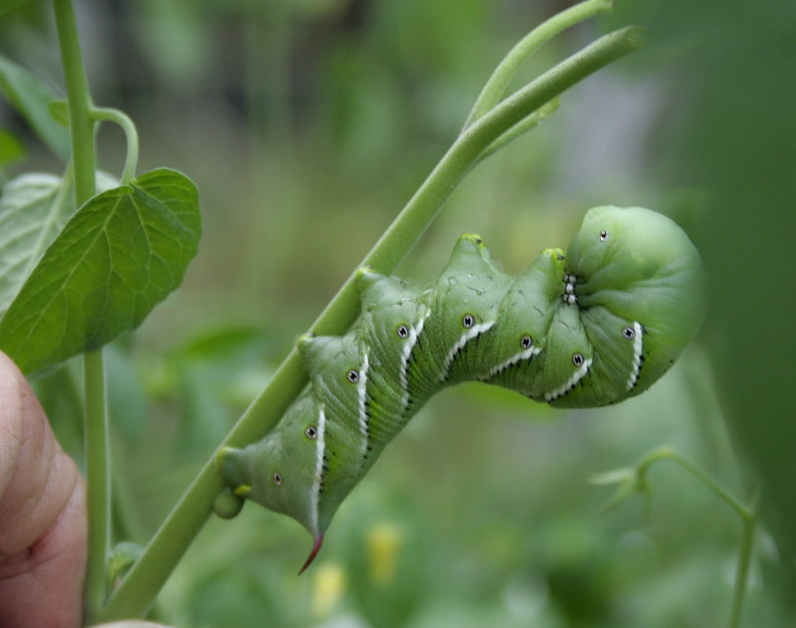 feeding-hornworms-to-bearded-dragon-2.jpg