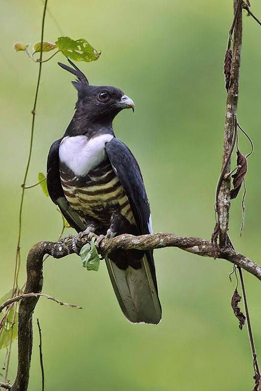 Black Baza, a small bird of prey | Express Photos