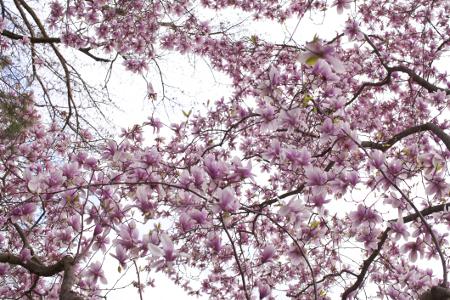 Tulip Arbre