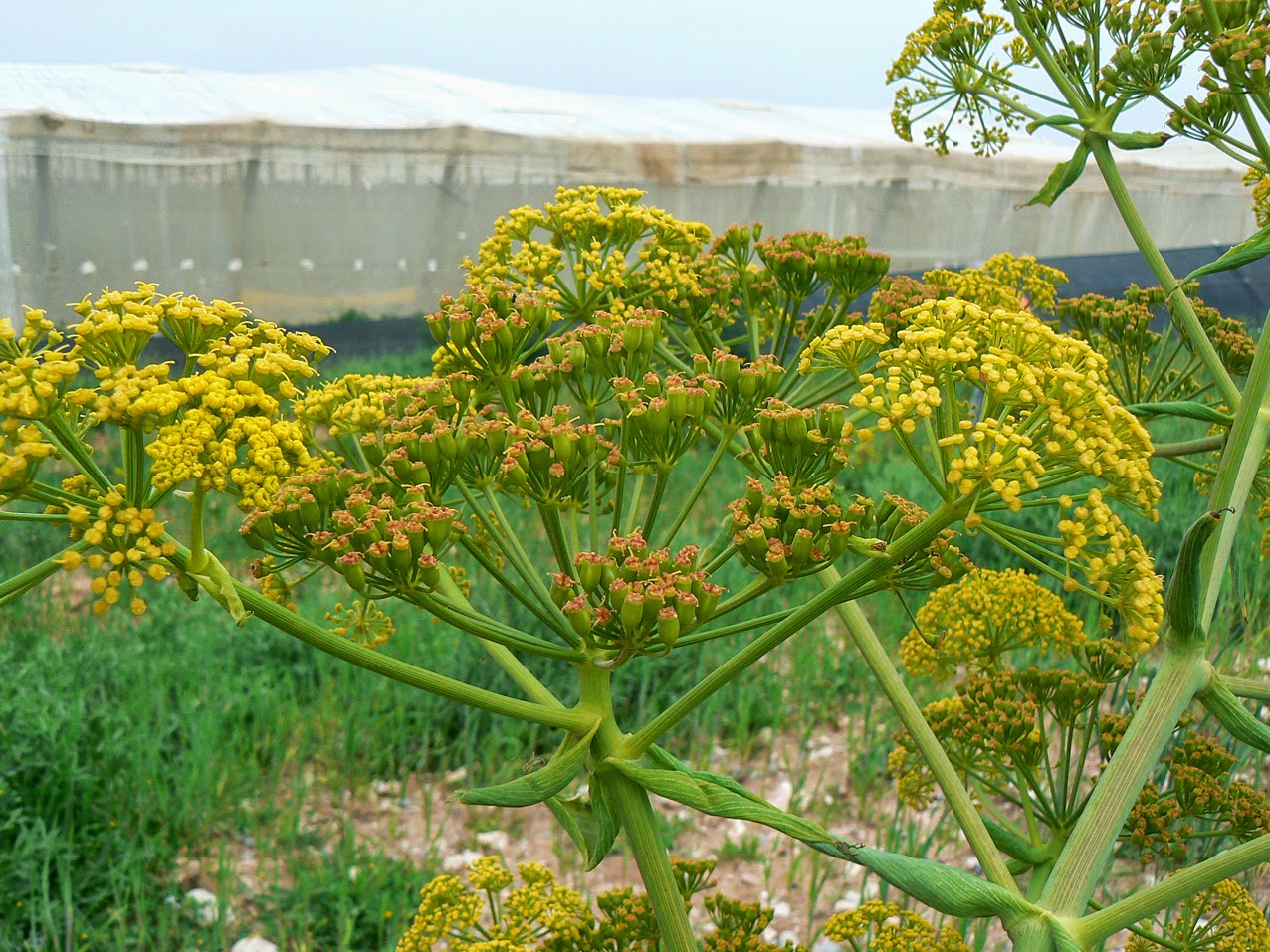 Benefits And Nutrition Of Asafoetida (Ferula Asafoetida