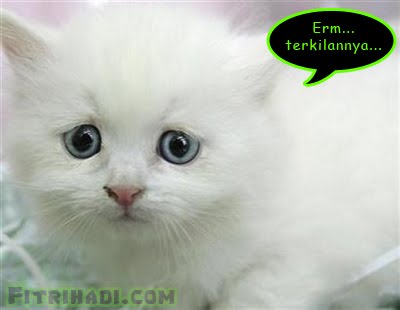kucing comel kejam