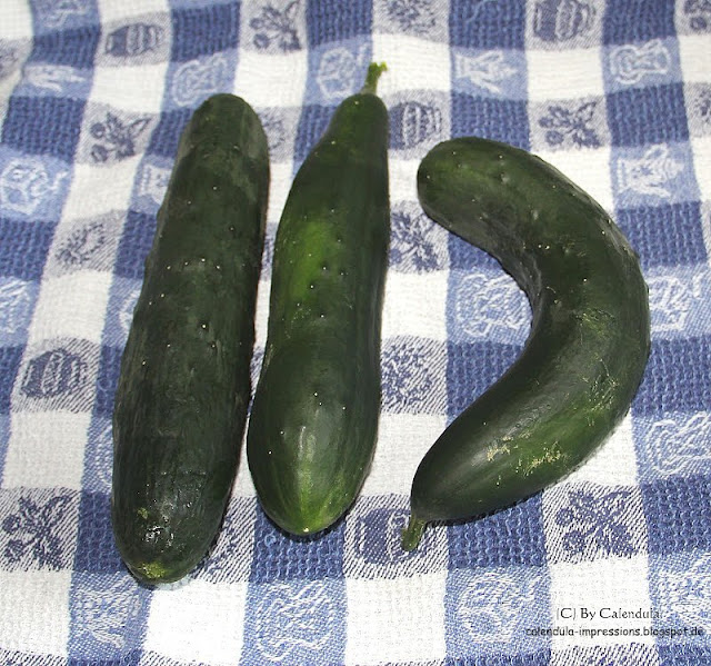Salatgurke selbst gezogen