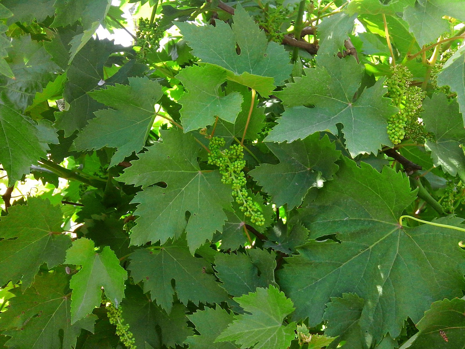 Bursha Grapes Research & Development Nursery Center Regd 60 Grapes