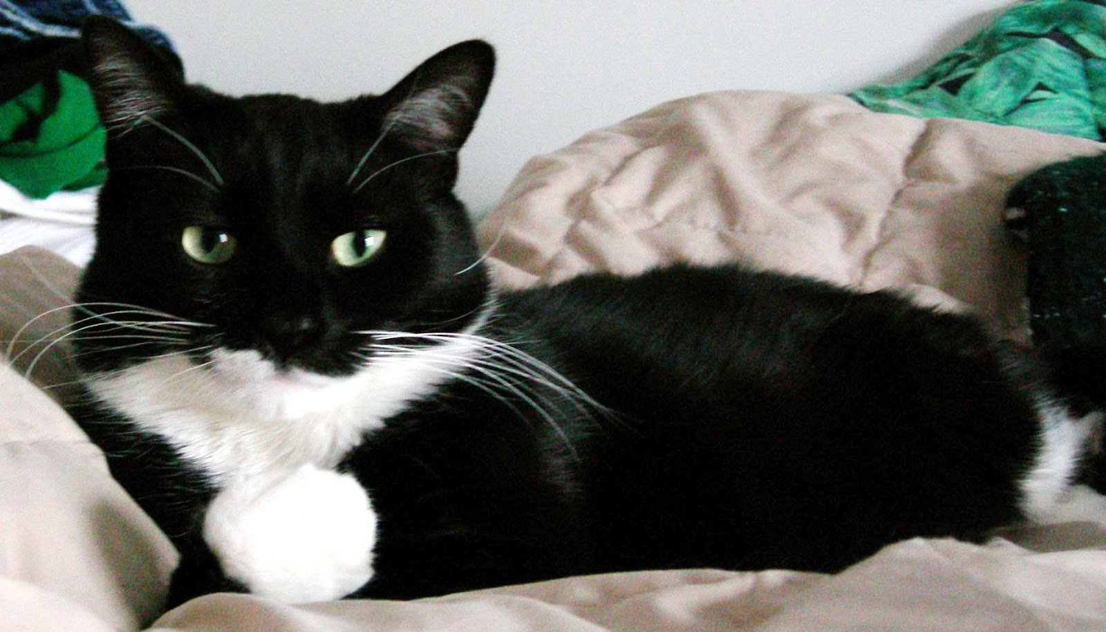 your best friend can also be a kitty your best friend can also be a kitty