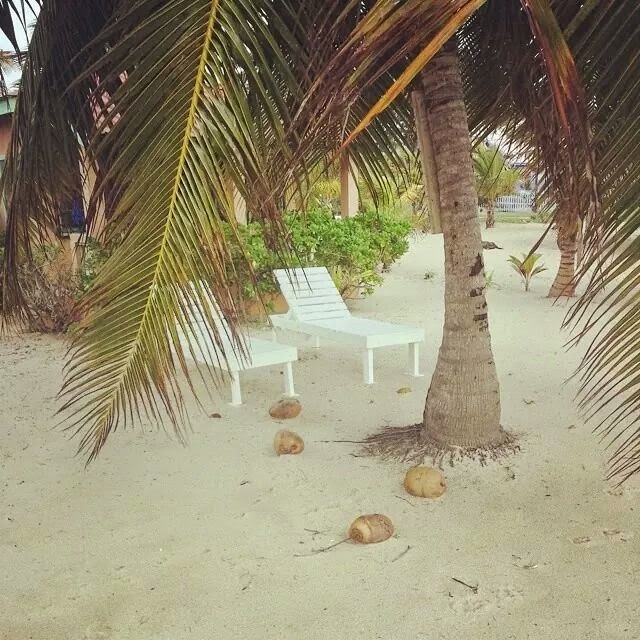  Remaxvipbelize :Coconuts hang on in the storm