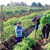 Agricultura urbana, tan novedosa como tradicional