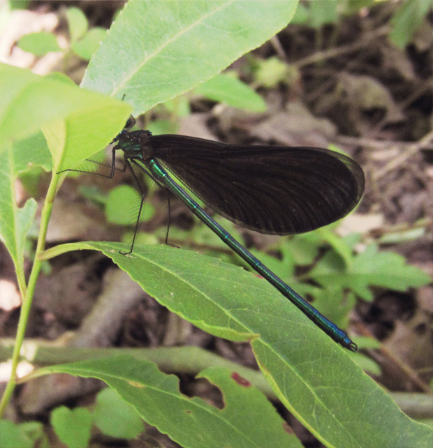 "I'm a shy little arthropod!" "I'm a shy little arthropod!"