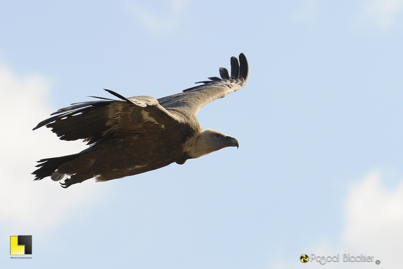 griffes de vautour fauve photo pascal blachier