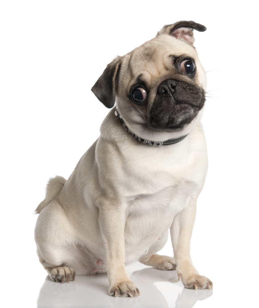 pug mutt pug hd wallpapers high definition free background pug mutt pug hd wallpapers high definition free background