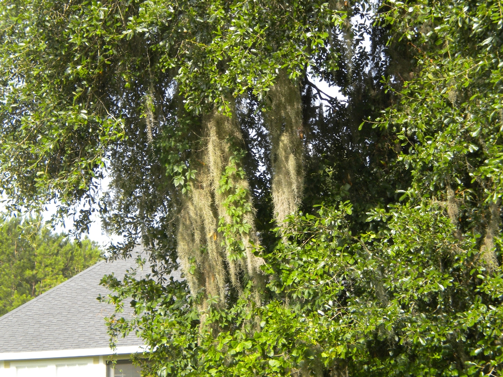 Del's Shells Spanish Moss