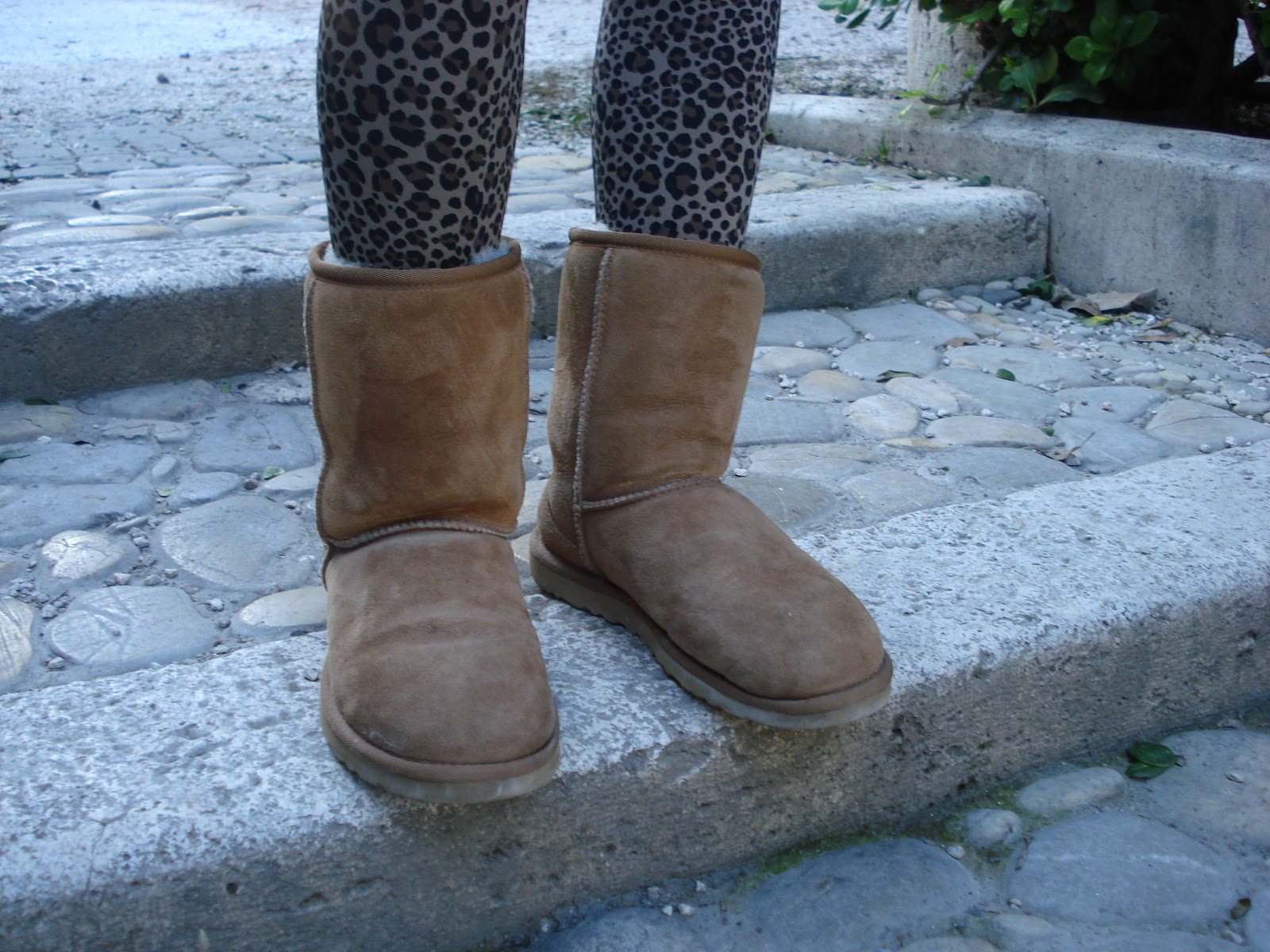 ugg maculati ugg maculati