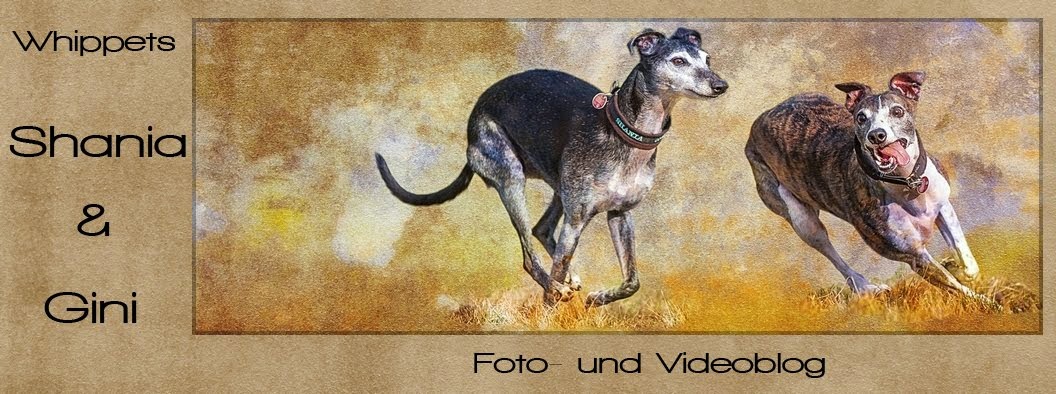 Foto- und Videoblog von Shania & Gini