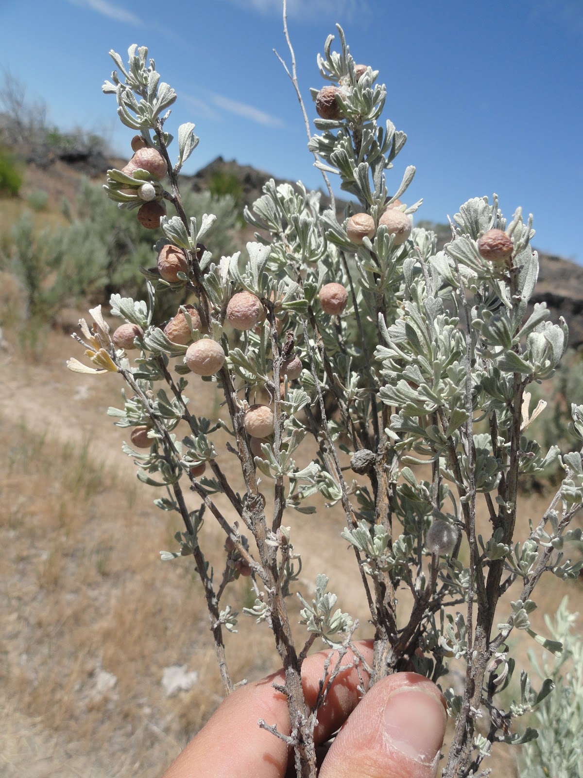 tall trees and moss Sagebrush Galls