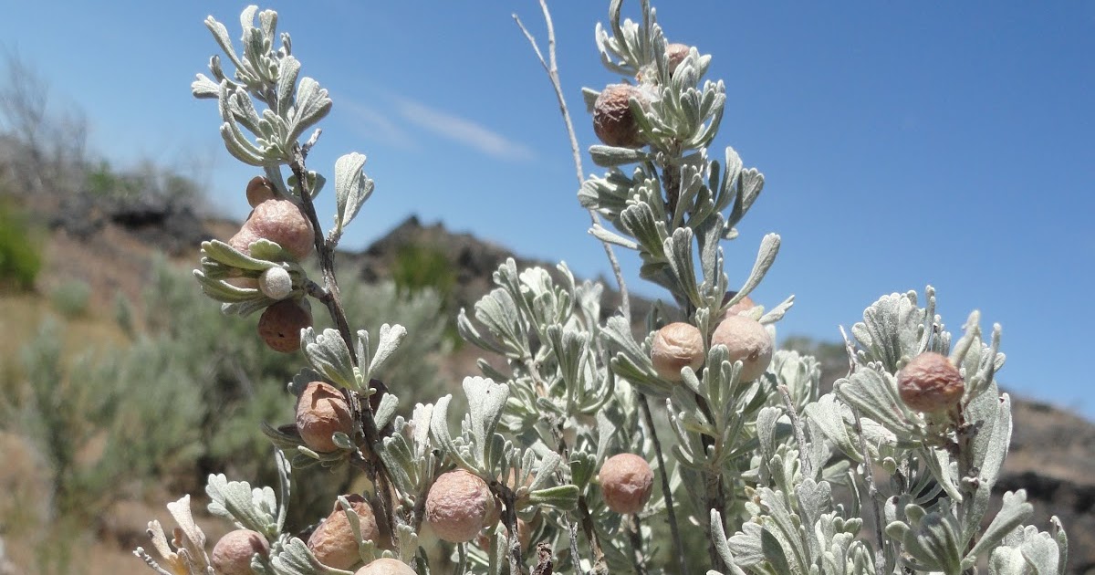 tall trees and moss Sagebrush Galls