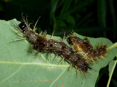 Hylesia praeda caterpillar Hylesia praeda caterpillar