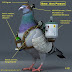 Inside the Pakistani Spy Pigeon by ISI