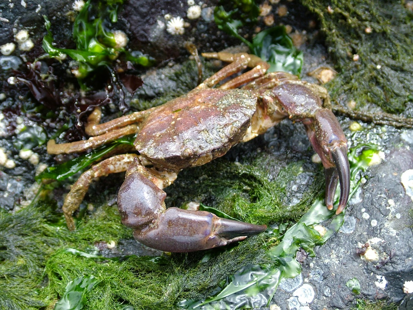 Buzz's Marine Life of Puget Sound: RANDOM COLLECTION OF PUGET SOUND