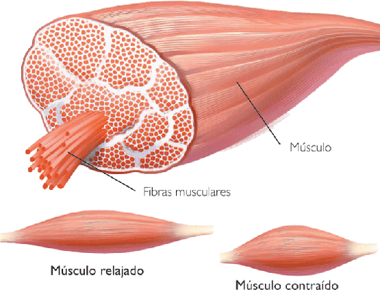 Dibujos de tipos de células Dibujos de tipos de células