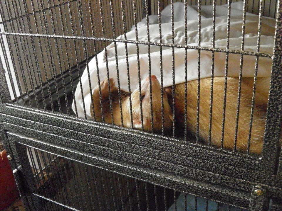 Ferret Housing Ferrets