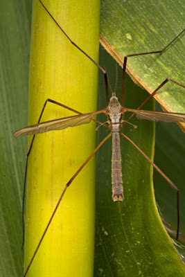 A long-legged Crane Flyis perched on green corn leaves