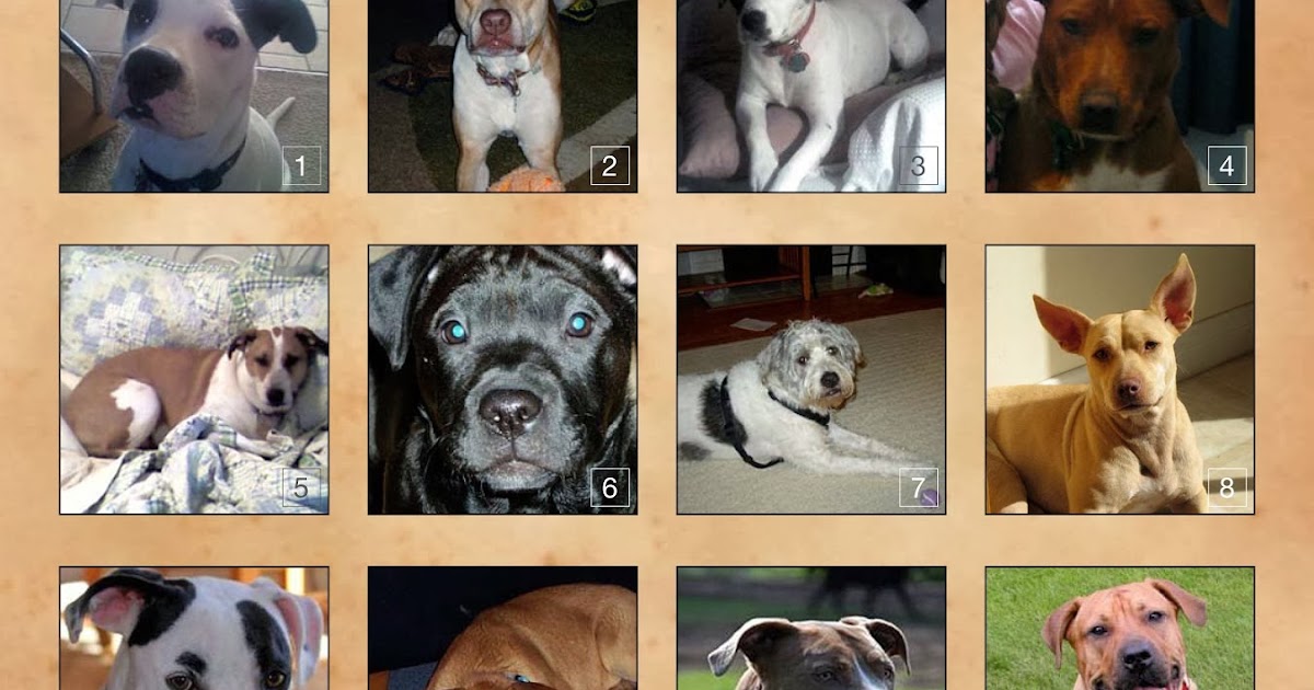 A Dog's Life Can You Identify these Mixed Breeds?