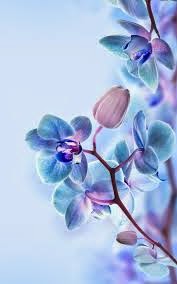 Shelly Orchid Garden Gambar Gambar Lukisan Bunga Orkid