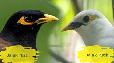 Ketika jalak nias berubah jadi jalak putih Ketika jalak nias berubah jadi jalak putih