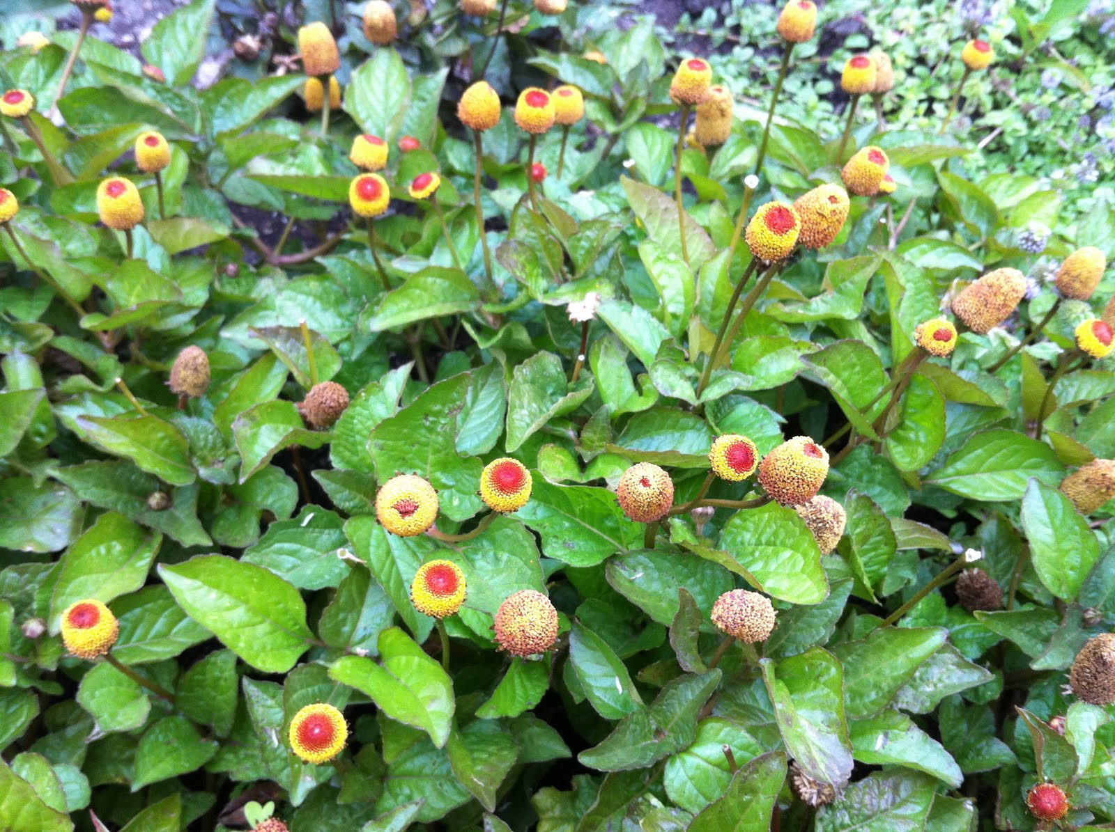 bartobreezy The Eyeball Plant