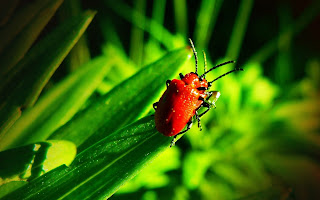 remarkable hd desktop wallpapers remarkable hd desktop wallpapers