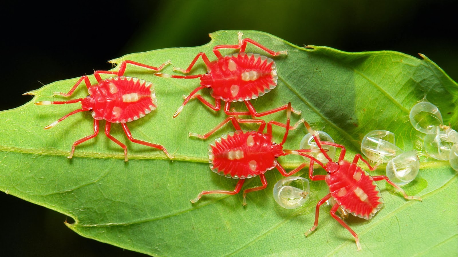 Tessaratomid GiantShield Bug Tessaratomid Giant Shield Bug- beautiful insects