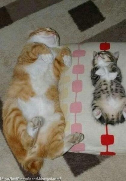 Sleeping cats