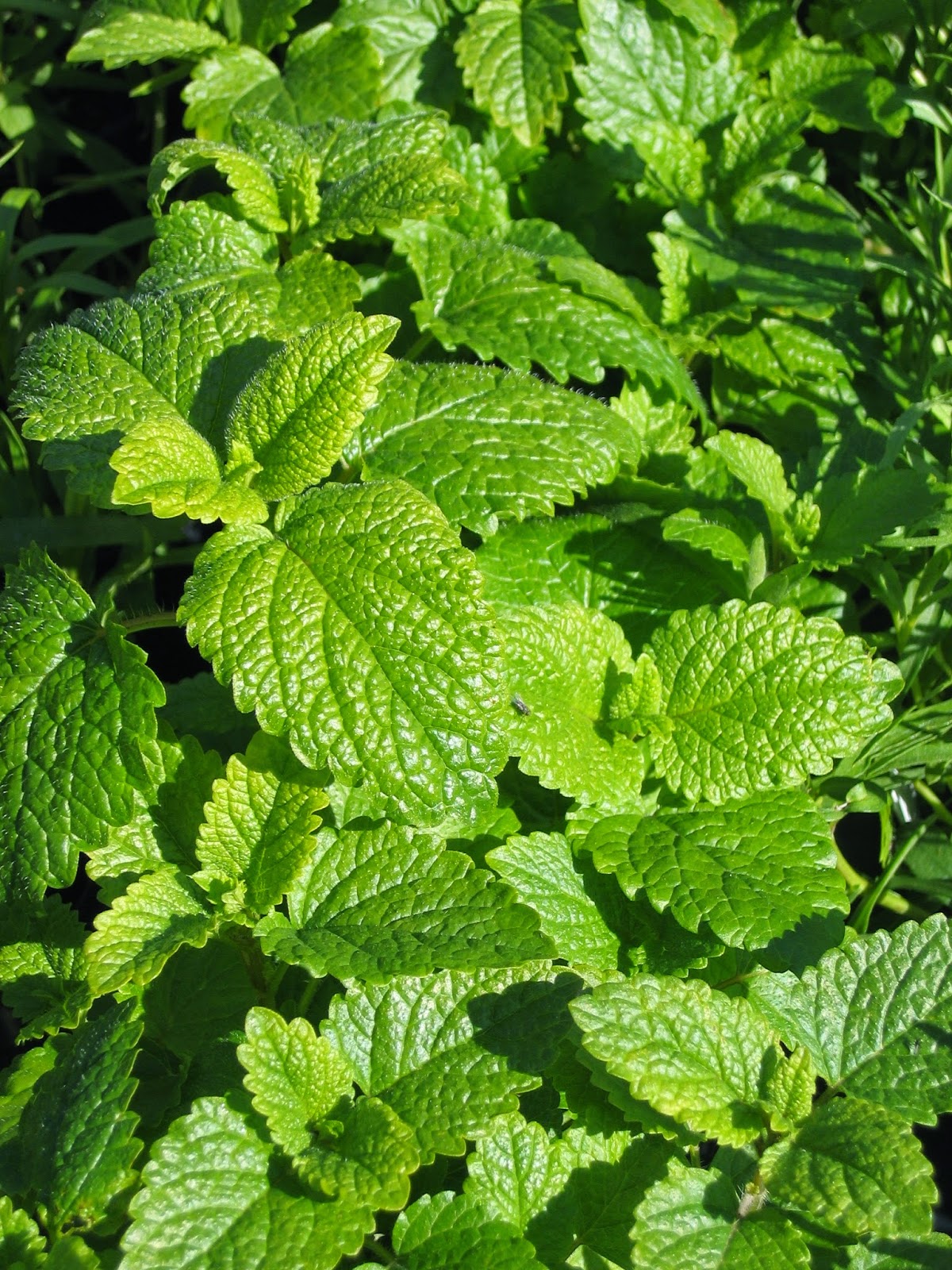 Melissa Officinalis Melissa Officinalis