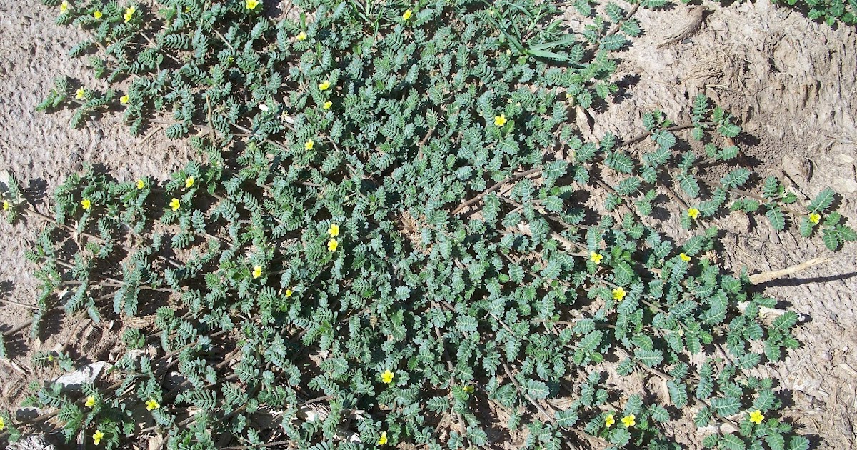 Weed Identification Goatheads or Stickers