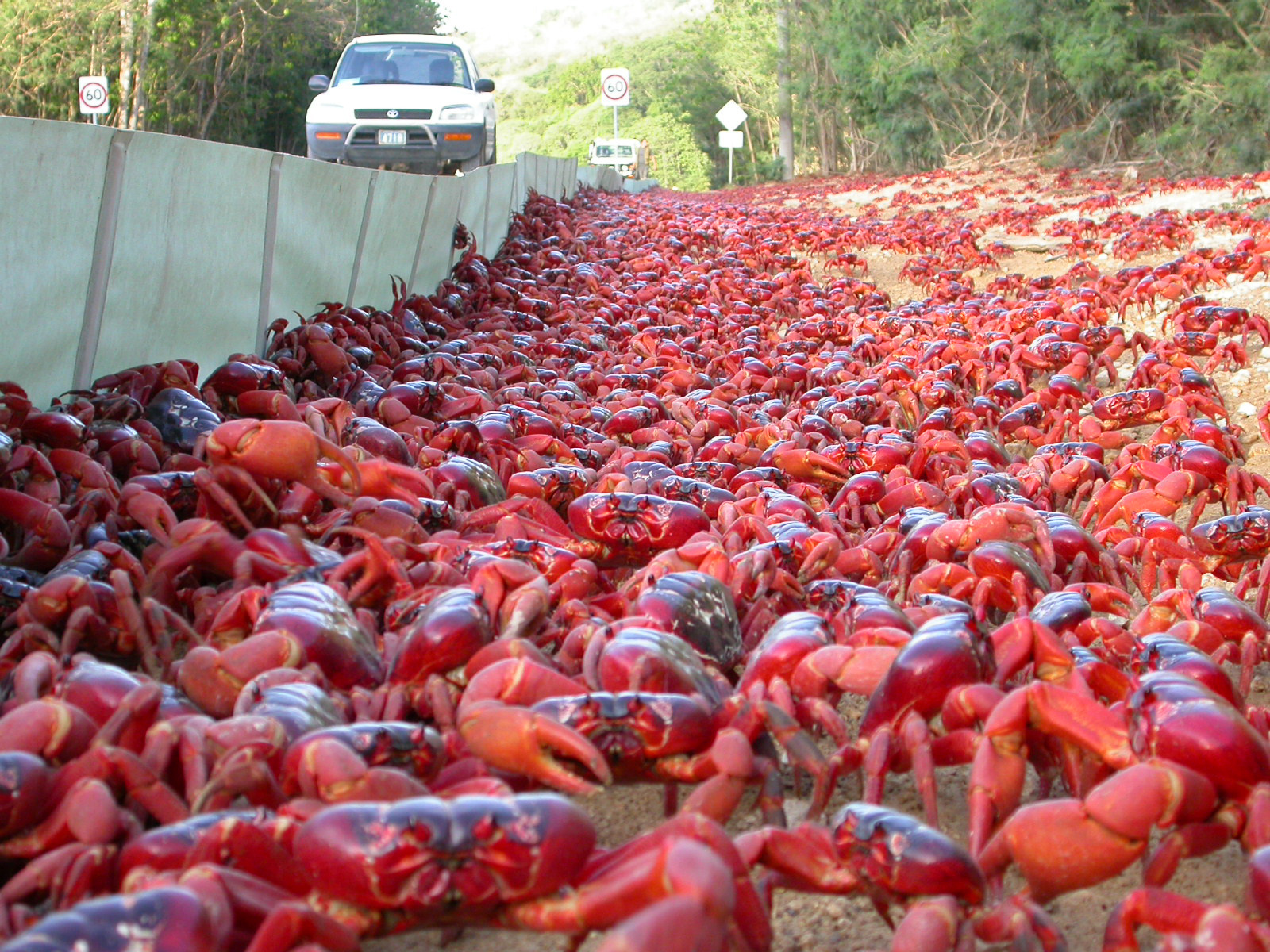 The Amazing World : The Christmas Island Red Crab ( Largest Migration of Crab), Christmas Island ...