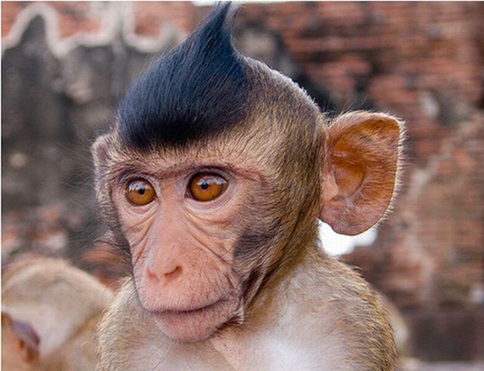 Funny+Monkey+Hairstyles_5.jpg