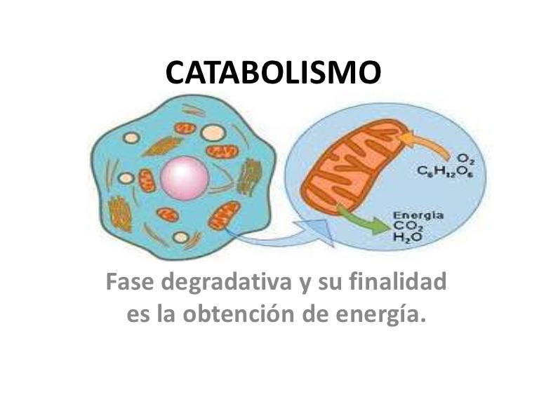 Catabolismo
