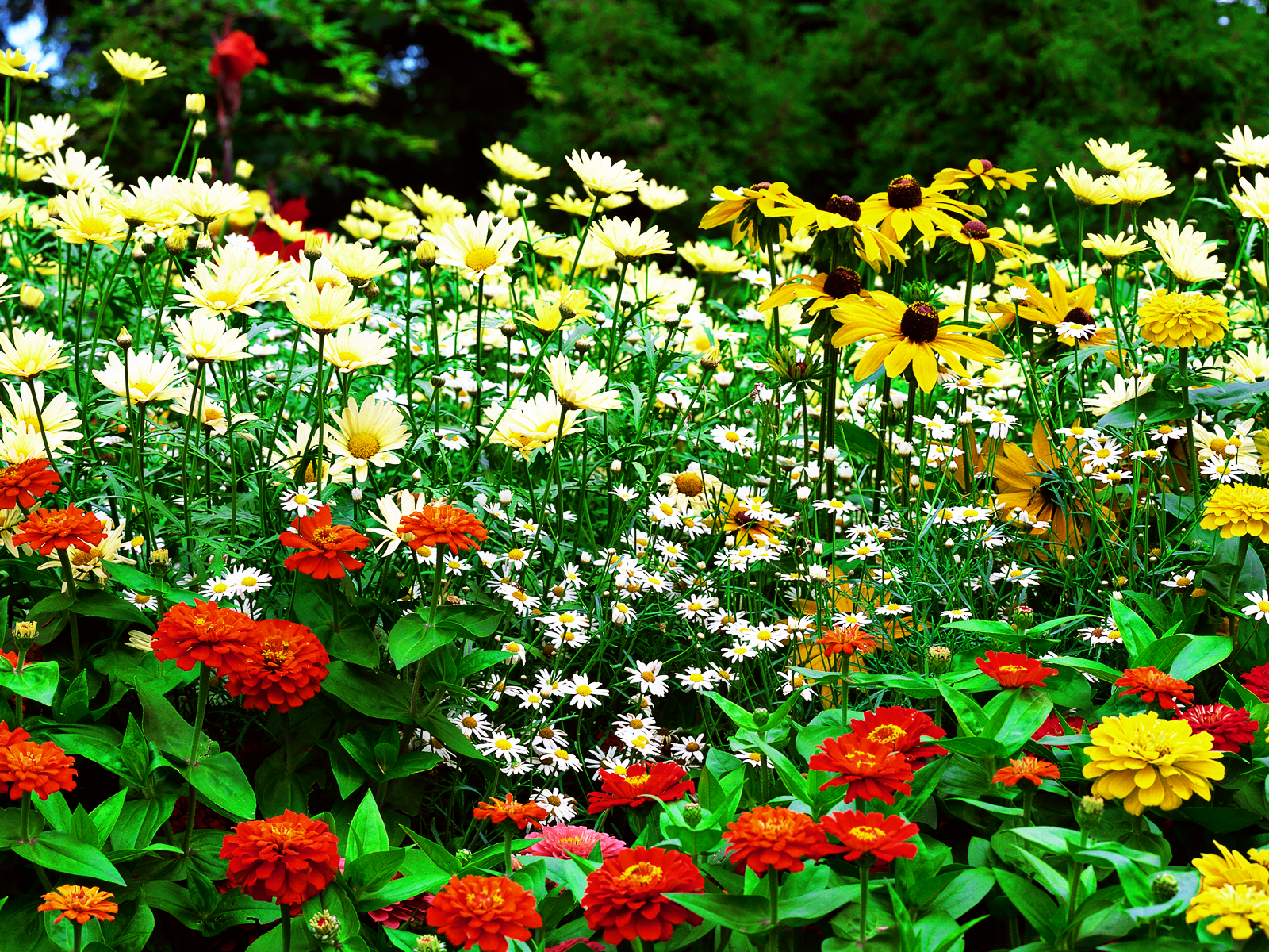 Wallpapers Dekstop 4 U: Flower Garden Wallpaper