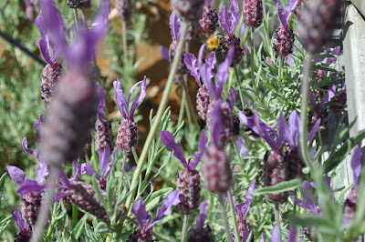 Bee and bunny eared lavendar http://snadralovesblogging.blogspot.co.uk/