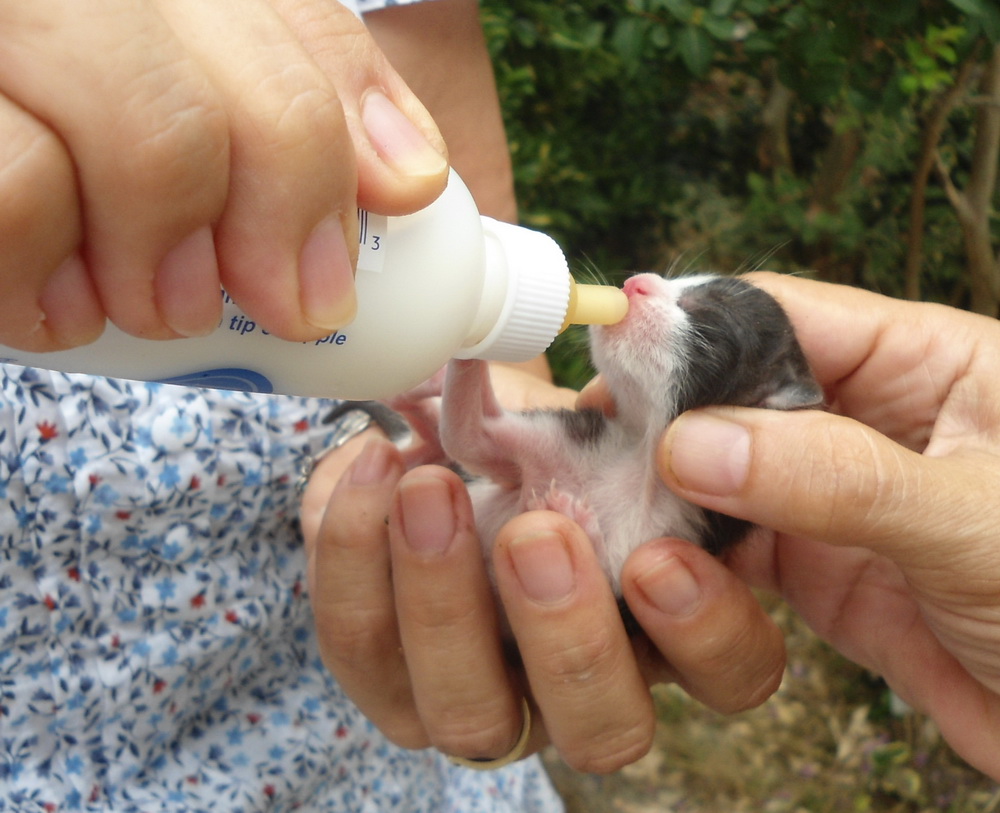 PUNTO Davetsiz misafirleri hayata döndürme çabalarımız!