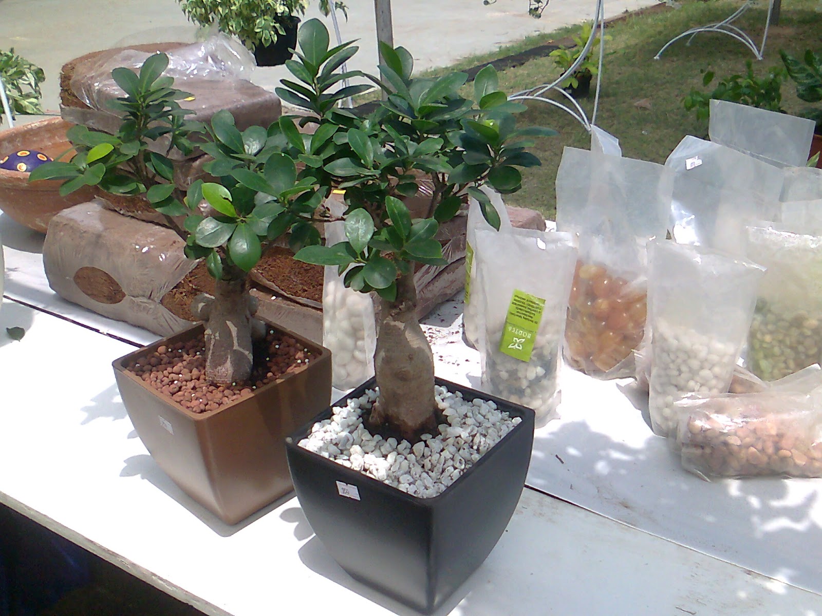 nursery and garden exhibition Green Ahmedabad