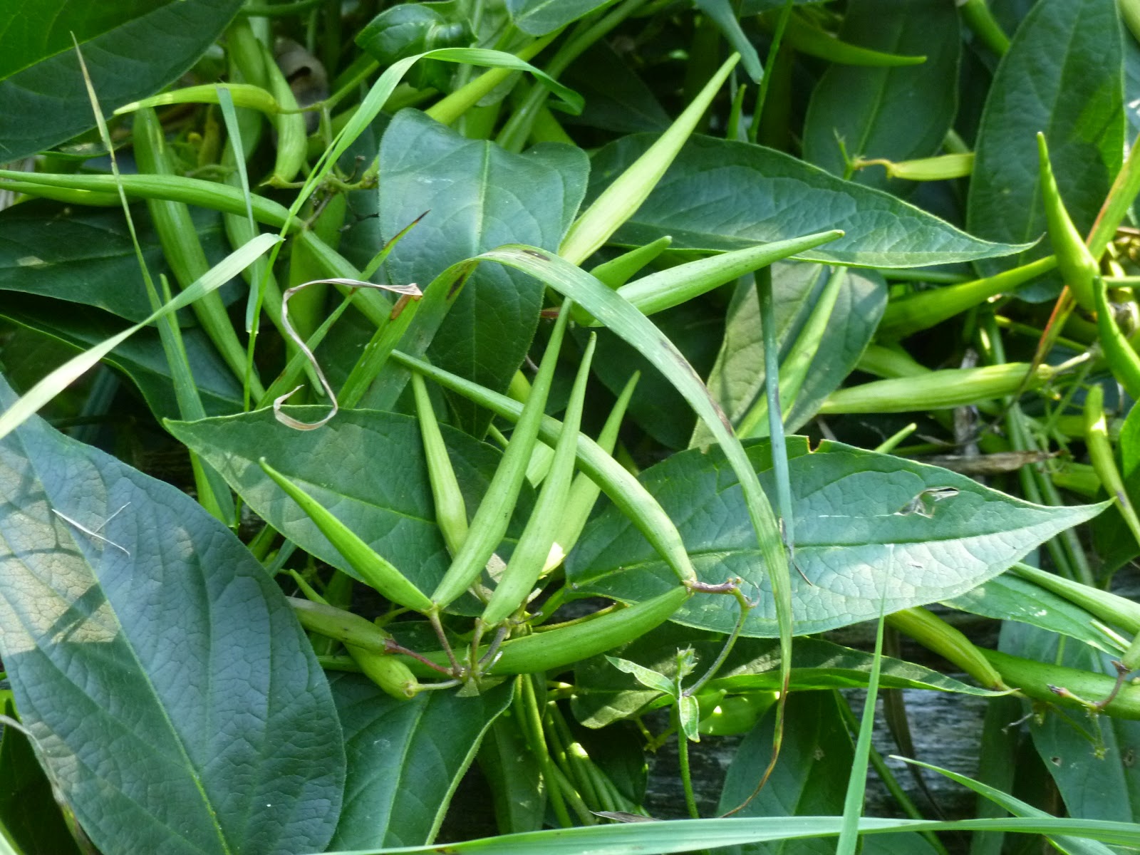 Fieldnotes Koffler Scientific Reserve Jokers Hill Dogstrangling vine, or, Cynanchum rossicum