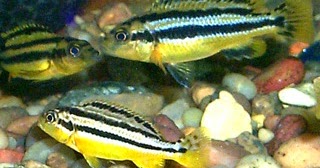 Cara Budidaya Pembenihan Ikan Niasa Alam Ikan