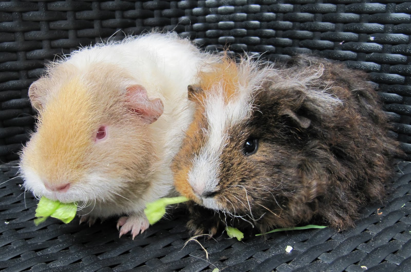 All Things Guinea Pig More updates